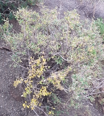 Lonicera microphylla