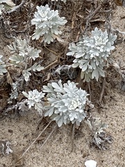Artemisia stelleriana