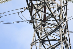 Corvus macrorhynchos