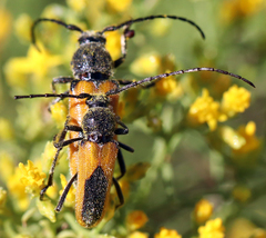 Crossidius pulchellus