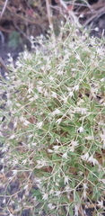 Stellaria dichotoma