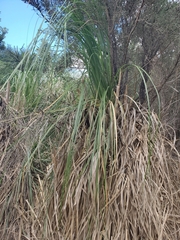 Cortaderia
