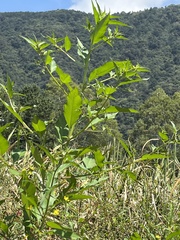 Ludwigia hyssopifolia