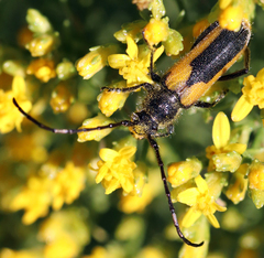 Crossidius pulchellus