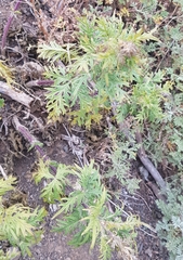 Urtica cannabina