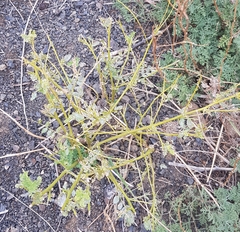 Astragalus chinensis