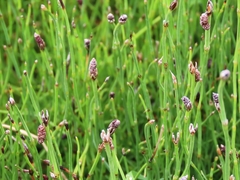 Equisetum bogotense