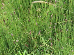 Equisetum bogotense