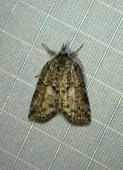 Nycteola
