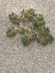 Euphorbia polygonifolia