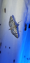 Conchylodes ovulalis