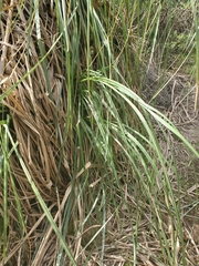 Cortaderia