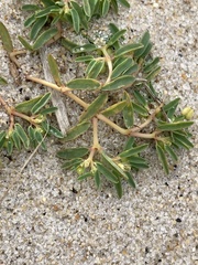 Euphorbia polygonifolia