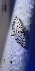 Conchylodes ovulalis