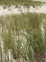 Leymus mollis