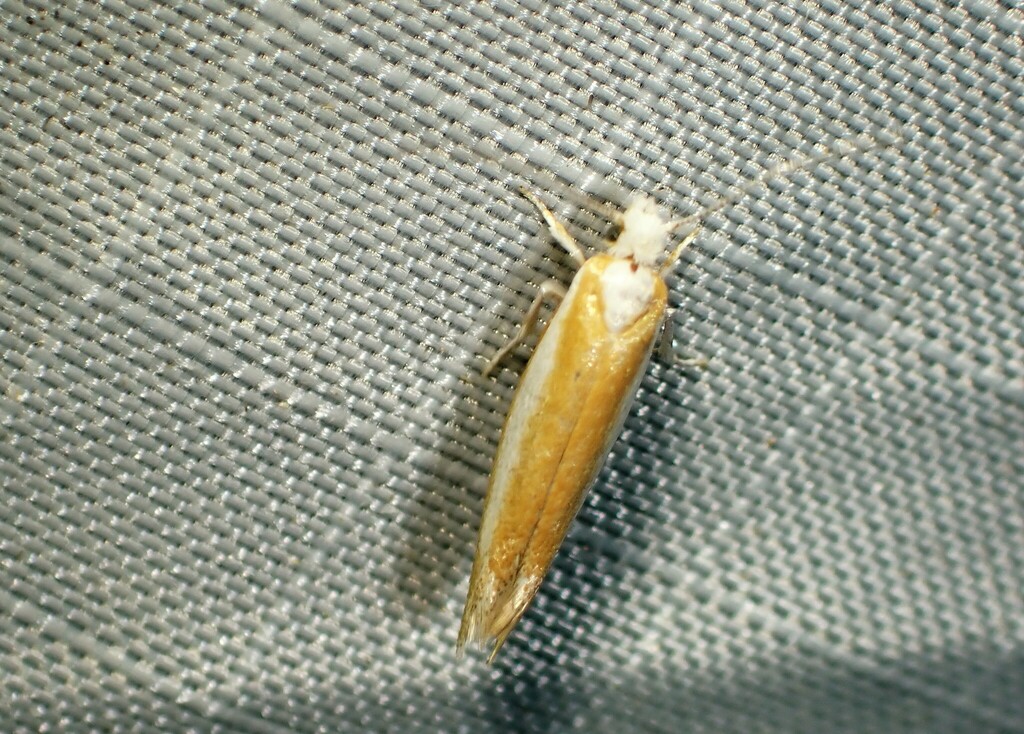 Pine Needle Sheathminer