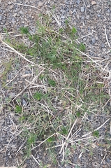 Vincetoxicum sibiricum