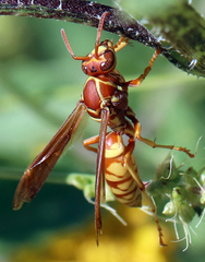 Polistes aurifer