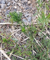 Vincetoxicum sibiricum