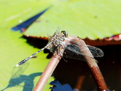 Orthetrum serapia