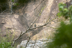 Muscicapa sibirica