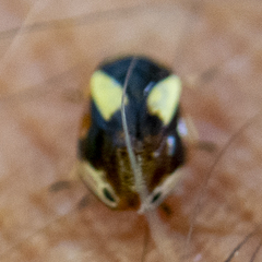 Clastoptera proteus