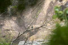Muscicapa sibirica
