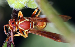 Polistes aurifer