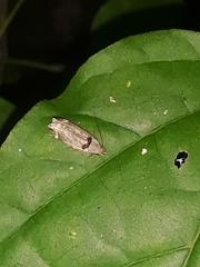 Anacampsis