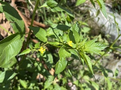Ludwigia hyssopifolia