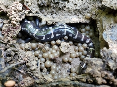Ambystoma opacum