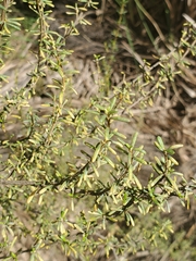 Olearia solandri