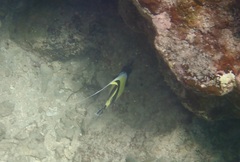 Zanclus cornutus