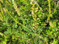 Eysenhardtia polystachya