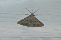 Renia discoloralis