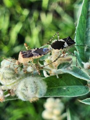 Hypselonotus punctiventris