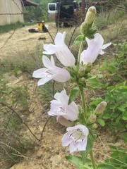 Penstemon cobaea