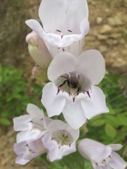 Penstemon cobaea