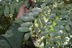 Robinia neomexicana