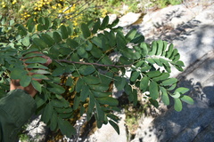 Robinia neomexicana