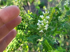 Eysenhardtia polystachya