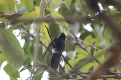 Colibri coruscans