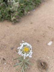 Polycalymma stuartii