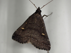 Tetanolita mynesalis