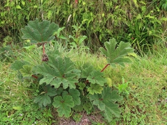 Gunnera