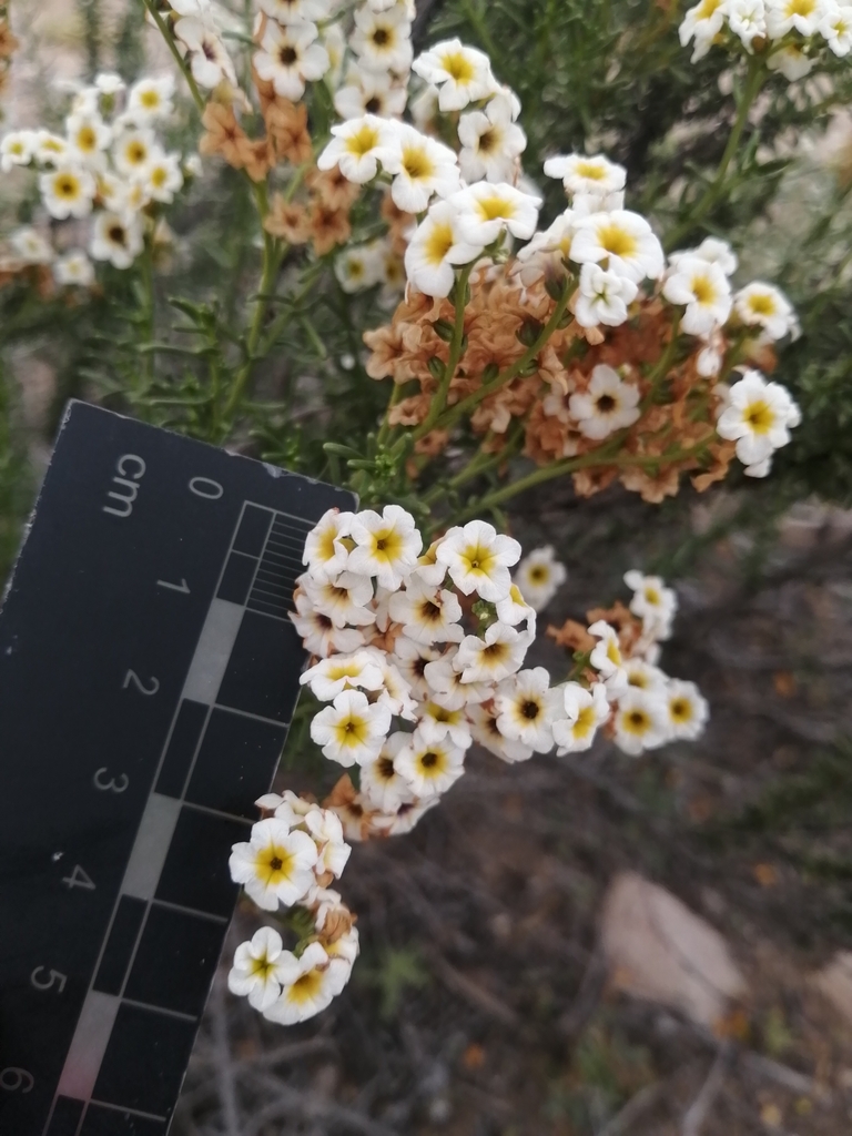 Heliotropium filifolium