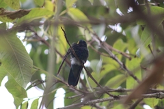 Colibri coruscans