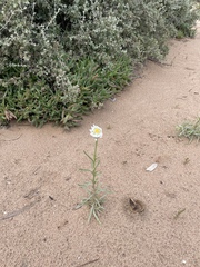 Polycalymma stuartii