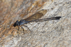 Argia lugens