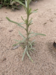 Polycalymma stuartii